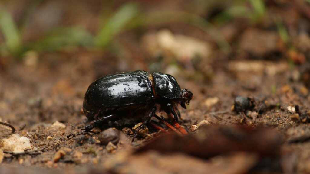 a black and brown beetle on the ground