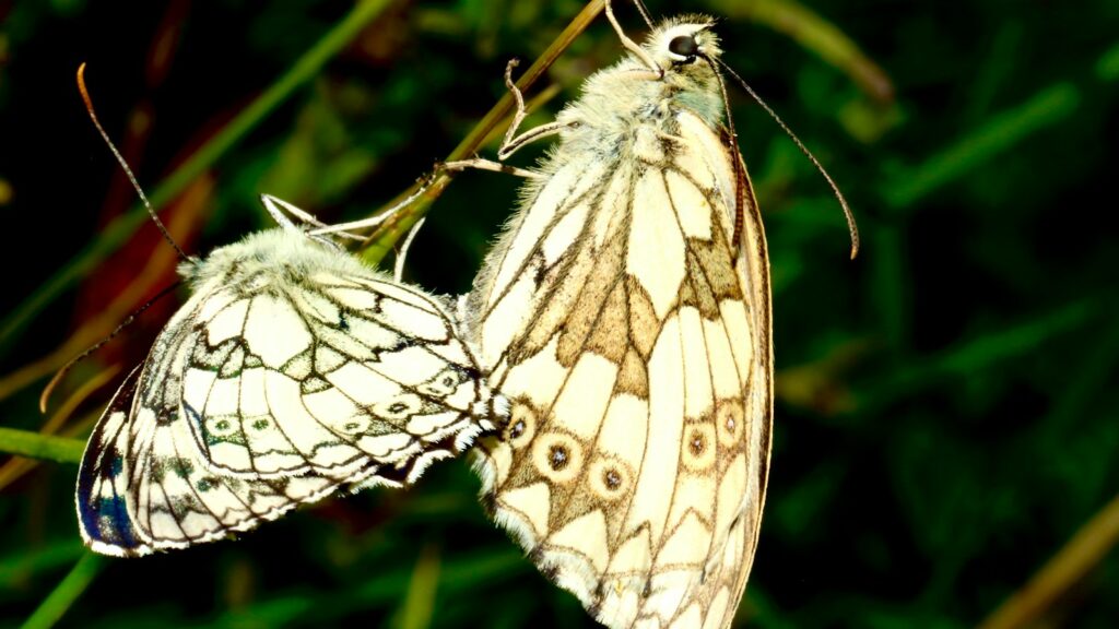 white and black butterfly on green plant