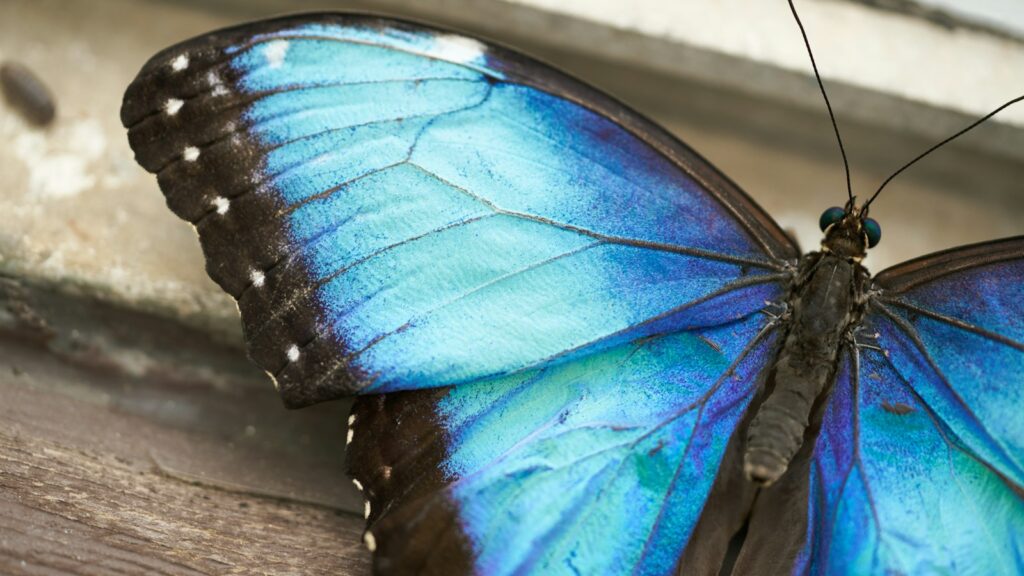 A blue butterfly sitting on a window sill