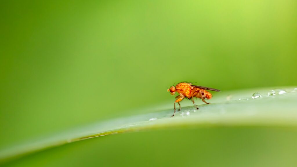 a bug on a leaf