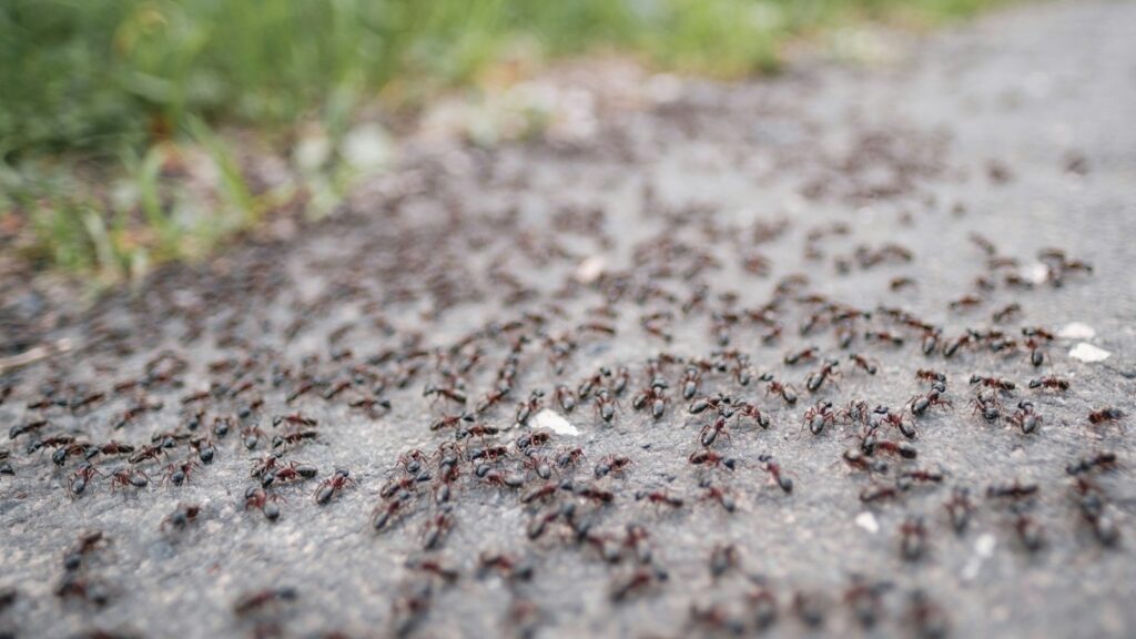 a lot of bugs that are on the ground